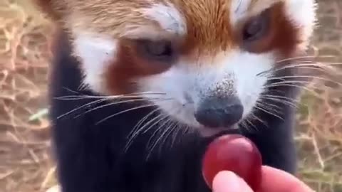 Cute Red Panda Eating Grapes #shorts #shortsvideo #video #viral