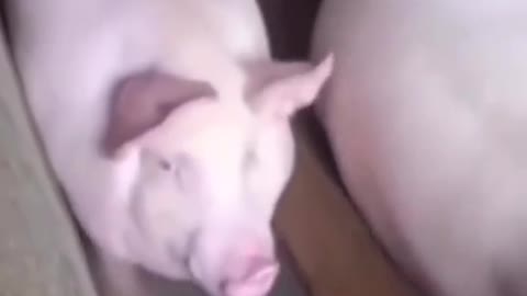 This pig is enjoying his life