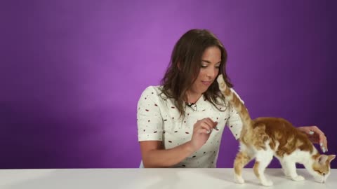 People Hold Kittens For The First Time BuzzFeedVideo 20.2M subscribers Subscribe