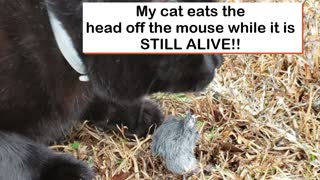 EATEN ALIVE: MY CAT EATS A MOUSE ALIVE! GRUESOME!