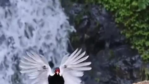 Amazing beautiful bird watching videos this beautiful 004