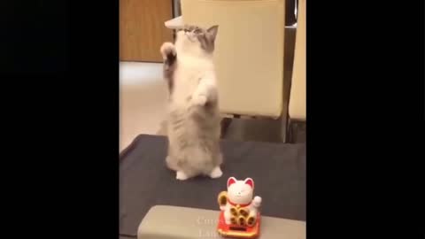 Super Cute Cat Wants You To Know He Can Stand And Wave Too (Must Watch)!!