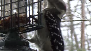 Downy Woodpecker