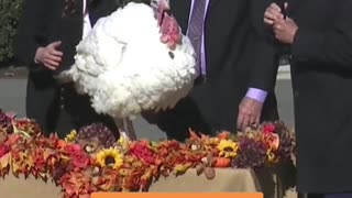 President Biden made two turkeys very thankful this Thanksgiving week