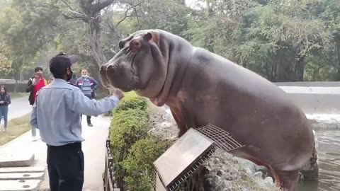 Security guard prevents hippo from escaping into public area at zoo