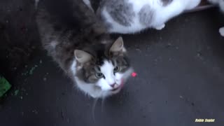 cute cat is saying something to me