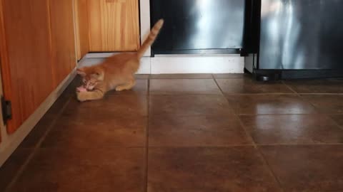 My First Day In A New Home Kitten Video _ Sammy the Orange Tabby Cat