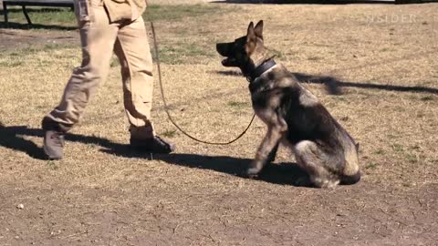 How Military Dogs Are Trained | Boot Camp | Business Insider