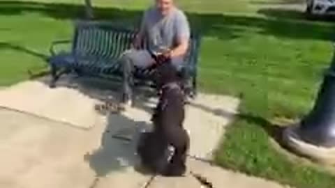 Dog Doesn't Recognize Owner After Weight Loss...Until He Sniffs