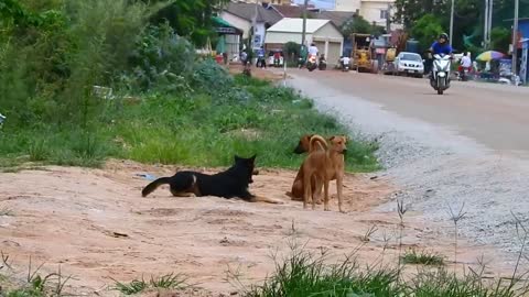 Streetdog!! Black Labrador Retriever Vs German Shepherd Dog On Street In Front of My Hotel