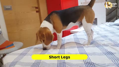 How to Identify a Pure Bred Beagle Puppy