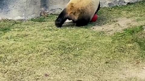 Adorable Panda Cutes Shows Off His Natural Skills on the Pitch