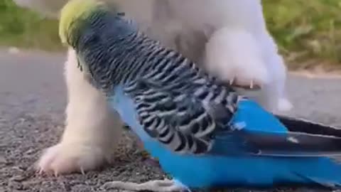 Animal funny video