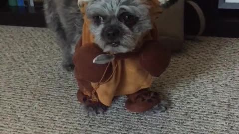 Dog hates his Ewok Halloween costume