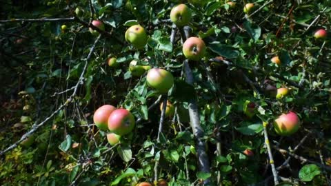World Apple Fruit Tree with Nature Places