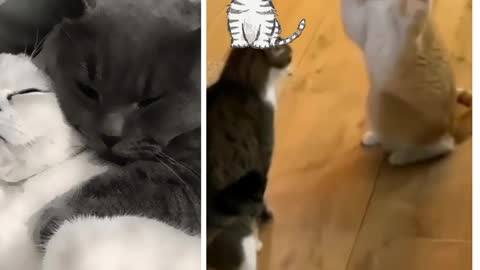 Watch what you do when you are a criminal cat when the police cat arrives