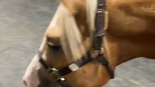 Corgi Puppy Walks Horse On Lead