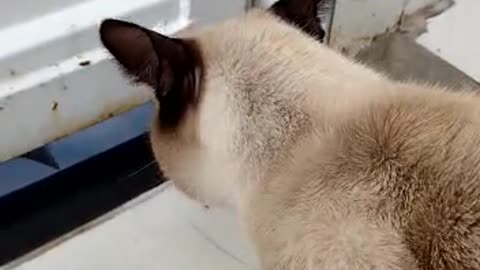 The cat's escape funny vídeo