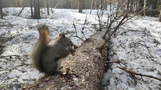 American Red Squirrel - Alaska