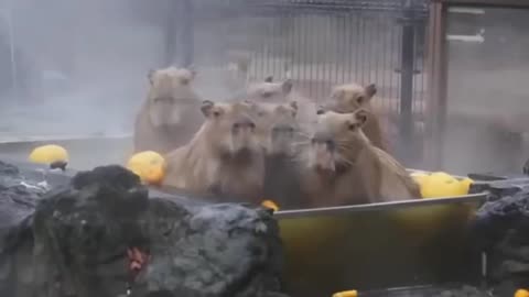 Capybara Funny Videos- Try Not To Laugh