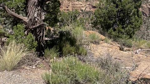 Mesa Verde Hike #2 Soda Canyon