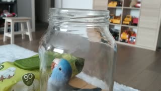 Bird in a Jar