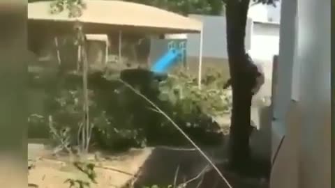 cutting tree