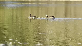 Geese with their babies in lake