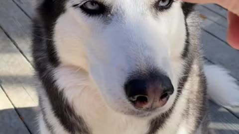 FEMALE HUSKY IS BETTER THAN MALE HUSKY?!