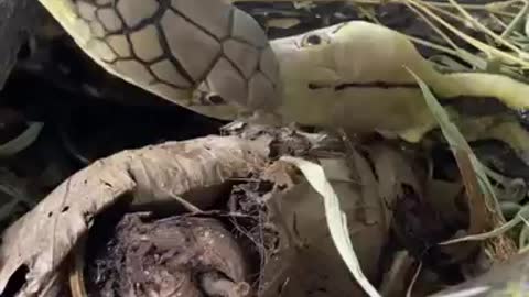 king cobra Eat python snake