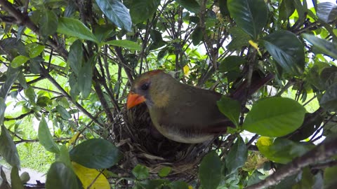 Cardinal Nest May 17 2024. Mom & Daddy Cardinal feeds baby Cardinal.