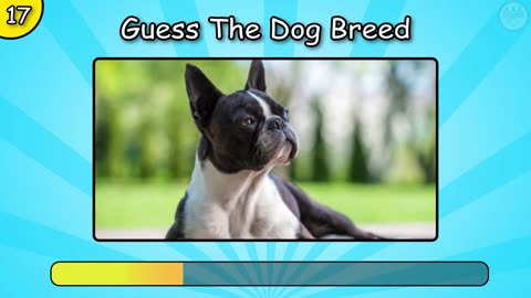 Guess The Dog Breed Quiz