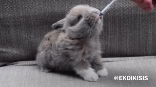 Baby rabbit drinking milk is beyond precious!