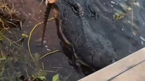 Feeding Gators 🐊 in the Bayou