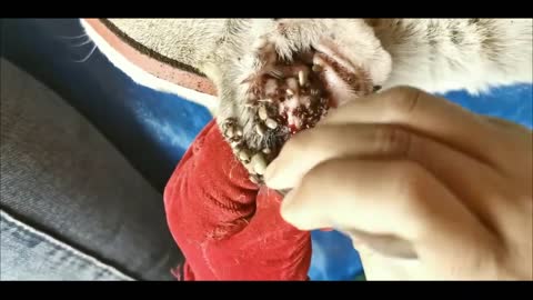 Remove Ticks From Dog, Dog Ticks Removing Video