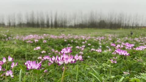 Look at these lotus flowers