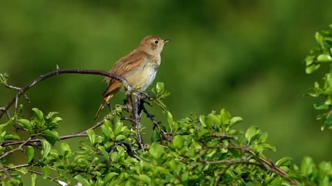 During the breeding season, nightingales sing