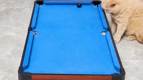 Cat playing 8pool