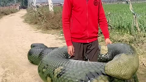 snake funny video