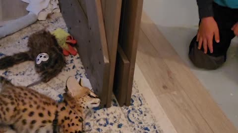 Playful Kitty Pounces Around
