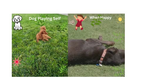 How to Dog Play