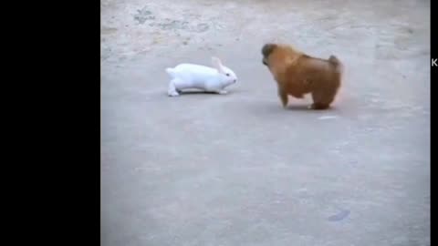 Funny animal video dog and Rabbit fight