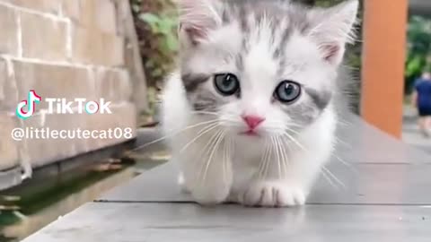 Cute pet