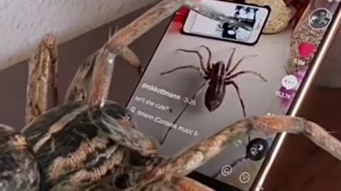That's amazing the spider 🕷️🕸️touch the mobile 📱 and scrolling down and watch the videos 🤣 🤣🤣