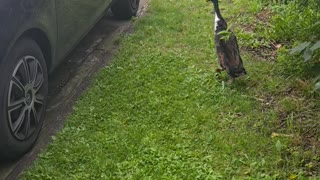 Duck Loves Doing Laps of Parked Car