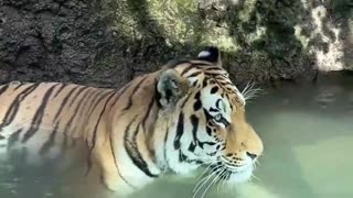 Lion looking for prey in water