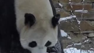 Panda mother play with her baby