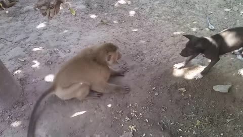 Monkey vs Dog ( Monkey funny video )