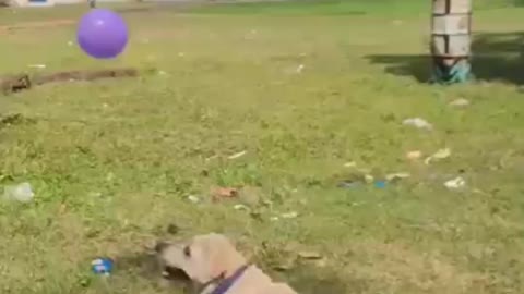 The dog is very happy..... Beautiful dog funny shorts video
