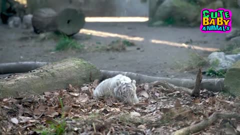 Most Beautiful and Cutest Baby Tiger Moments With Their Beloved Mom